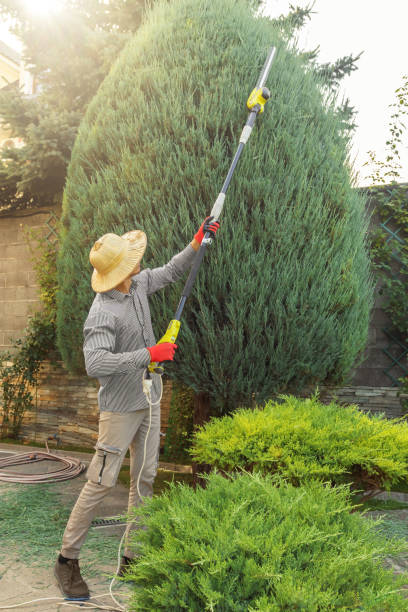 Best Affordable Tree Service  in USA